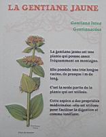 24 - Les plantes d'interieur en vogue au 19e - La gentiane jaune.jpg